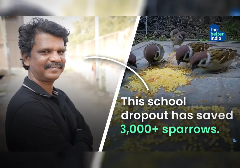 哥印拜陀的“麻雀先生”营造筑巢之所