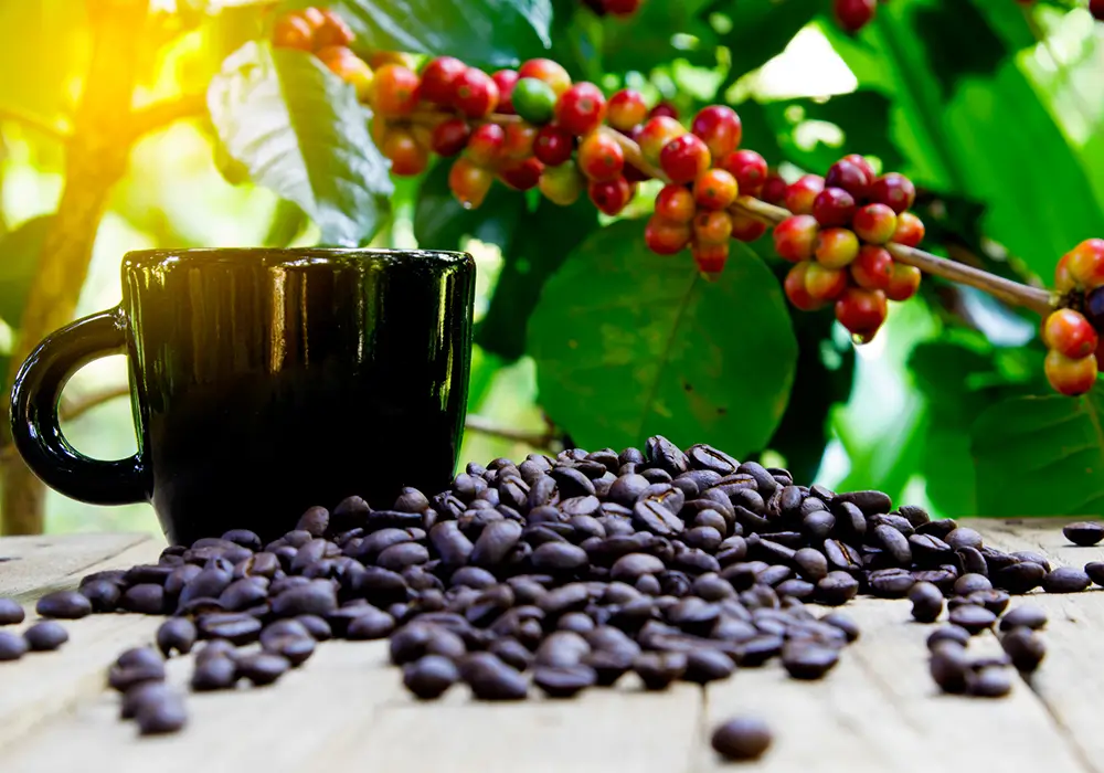 Contributing to your morning brew